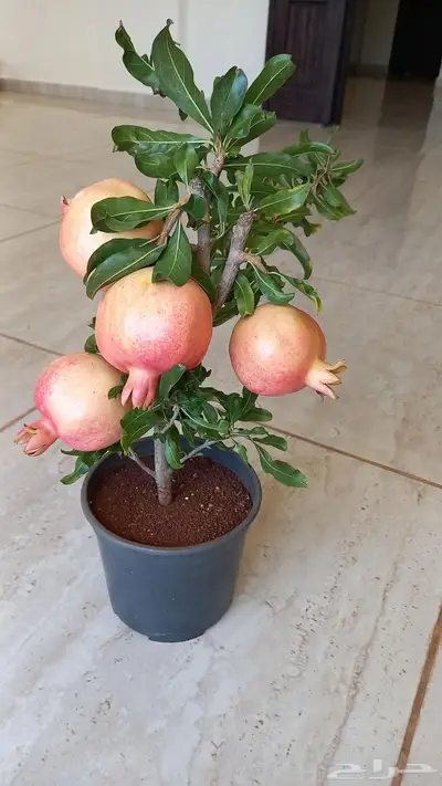 مزارع خبرة بالزراعة 9