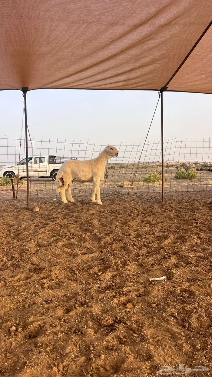 تم البيع للبيع فحل حري صنف من حلال عادل السويهري 1