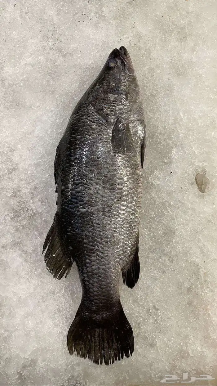 للبيع سمك وروبيان 22