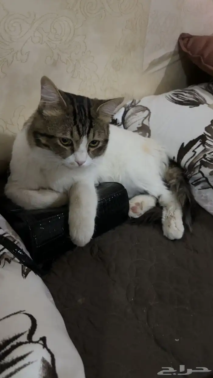 قط ذكر للتبني 9