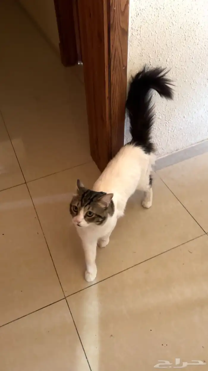 قط ذكر للتبني 11