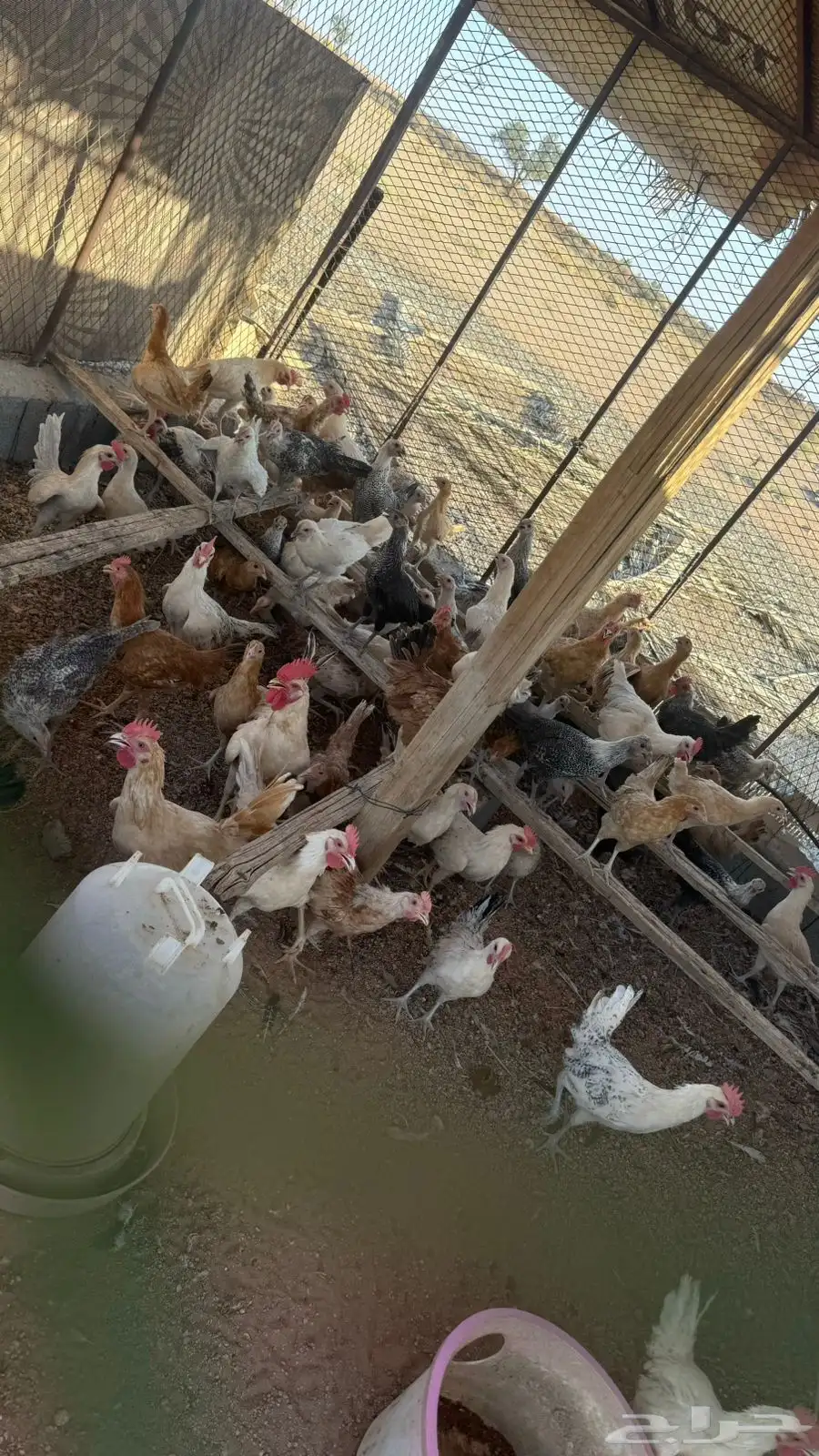 دواجن الديره 1