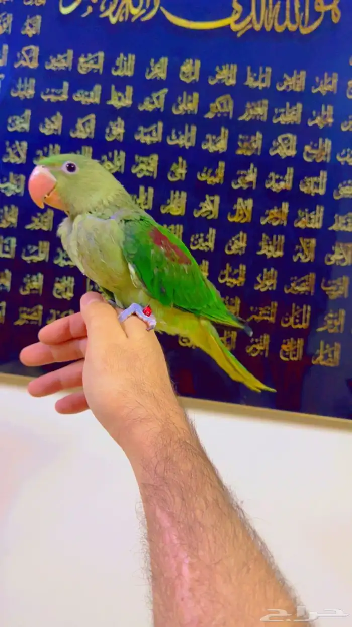 دره نيبالي الكسندرين فرخ انتاج محلي حجم سوبر جامبو 2
