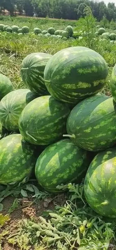 مزارع خبرة بالزراعة 8