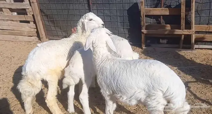 ( تم البيع ) طليان ورخال 4 رؤس طيبه 14