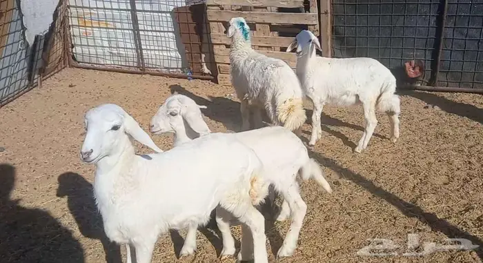 ( تم البيع ) طليان ورخال 4 رؤس طيبه 9