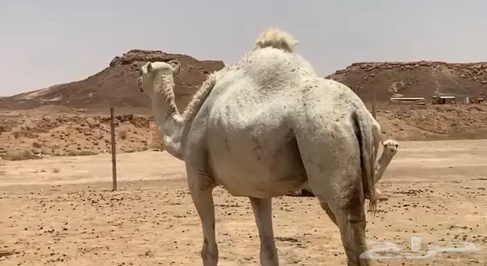 ضريبه للبيع نقبل بالبدل 1