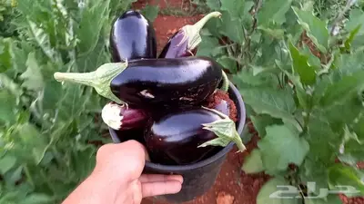 مزارع خبرة بالزراعة 17