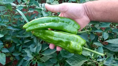 مزارع خبرة بالزراعة 19