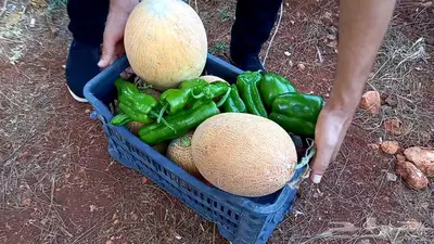 مزارع خبرة بالزراعة 18