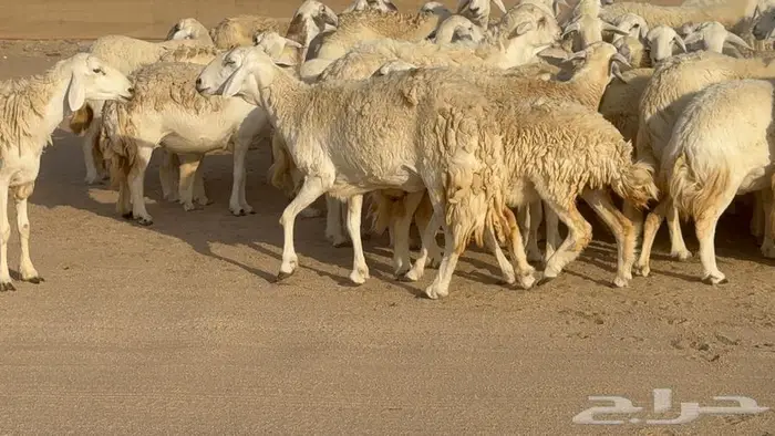 حريات حرش 60 تحتها 2 8