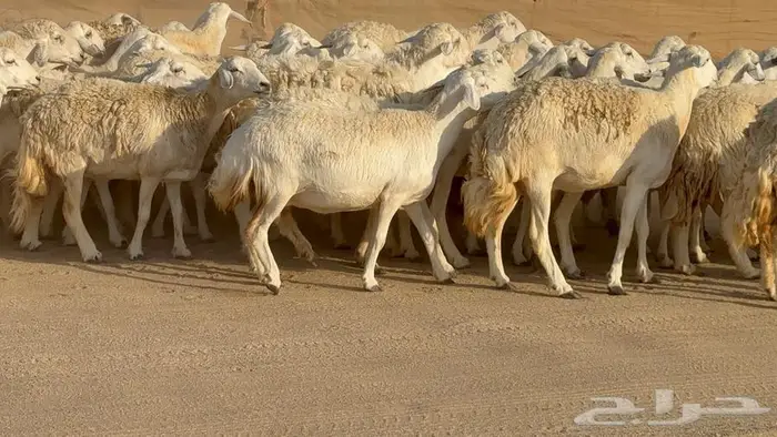 حريات حرش 60 تحتها 2 14