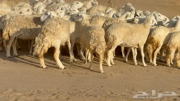 حريات حرش 60 تحتها 2 11