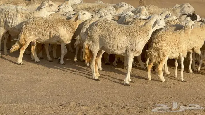 حريات حرش 60 تحتها 2 12
