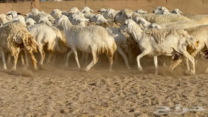 حريات حرش 60 تحتها 2 20