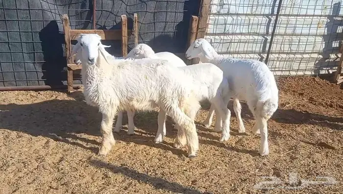 ( تم البيع ) طليان ورخال 4 رؤس طيبه 29