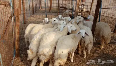 ذبائح مع التوصيل الاعلى تقييم في الموقع 12
