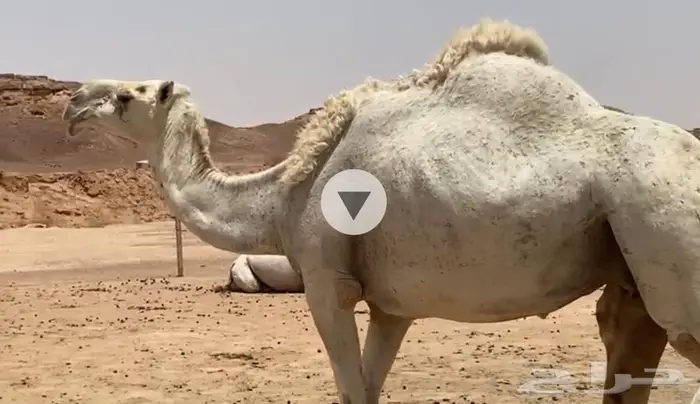 ضريبه للبيع نقبل بالبدل 2