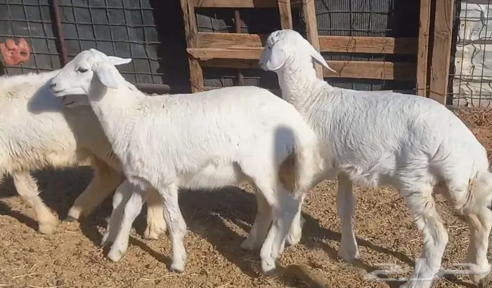 ( تم البيع ) طليان ورخال 4 رؤس طيبه 22