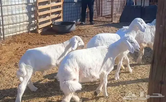( تم البيع ) طليان ورخال 4 رؤس طيبه 0