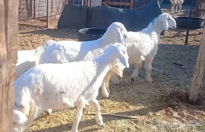( تم البيع ) طليان ورخال 4 رؤس طيبه 25