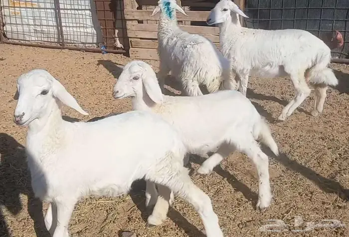 ( تم البيع ) طليان ورخال 4 رؤس طيبه 10