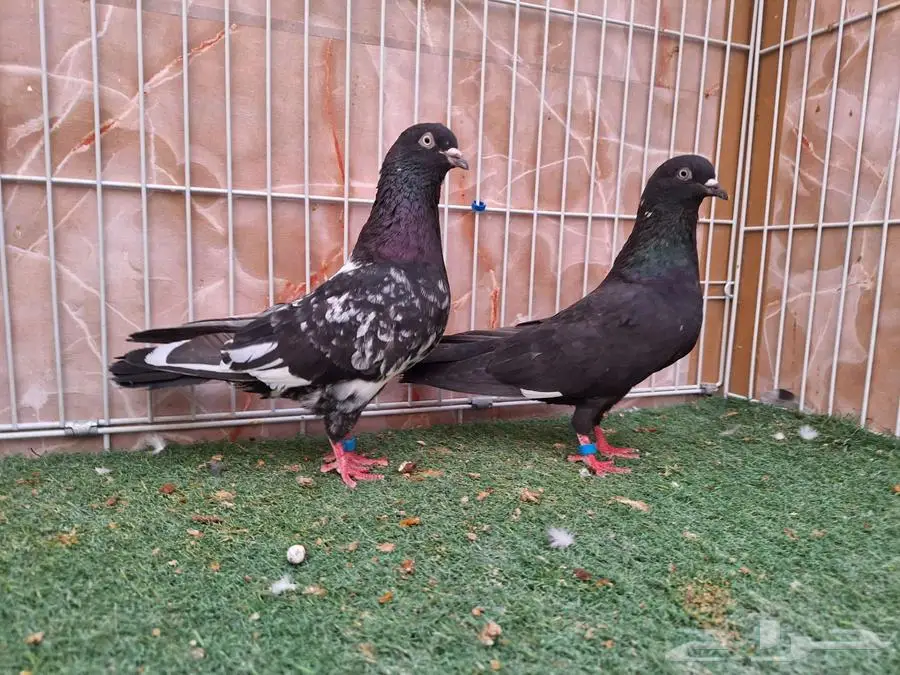 جوزين رام بوري 3