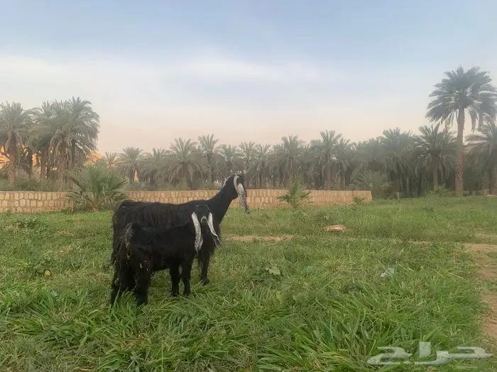 عنز متبع بجفرة ذبيحة . 1