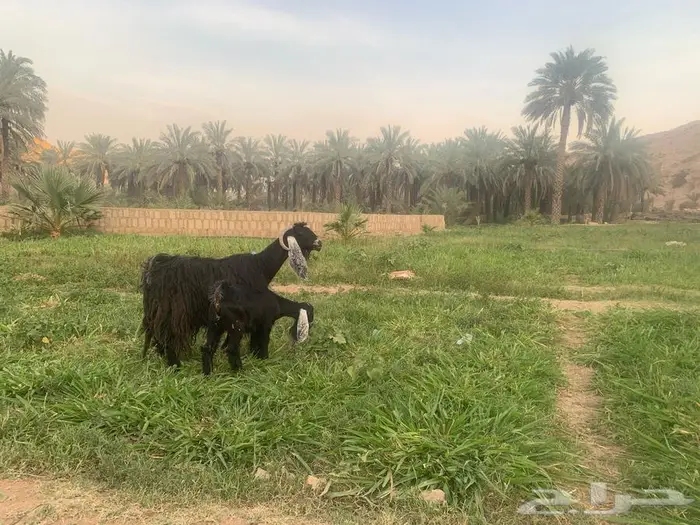 عنز متبع بجفرة ذبيحة . 2