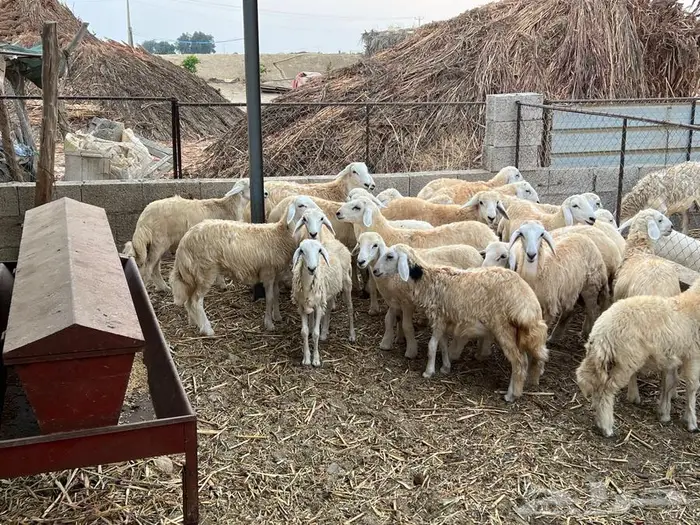 طليان ورخال العدد 41 ( تم البيع ) 1