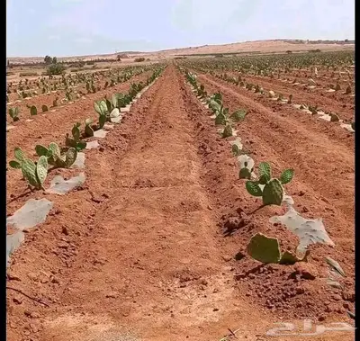 مزارع خبرة بالزراعة 4