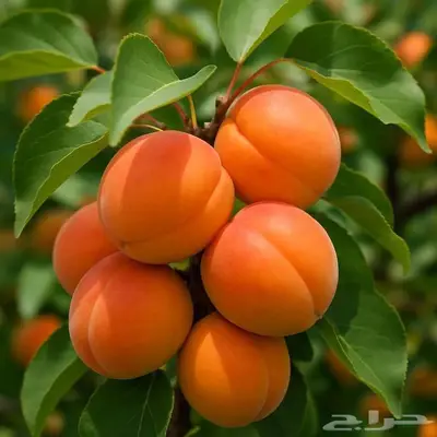 مزارع خبرة بالزراعة 14