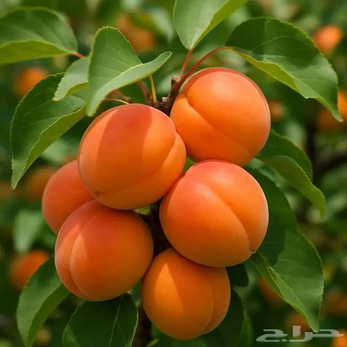 مزارع خبرة بالزراعة 14