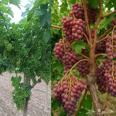 مزارع خبرة بالزراعة 3