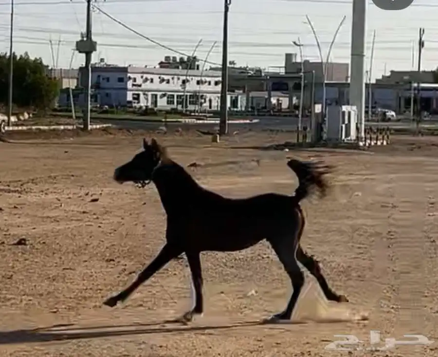 حصان شعبي العمر سنتين وشهر 1
