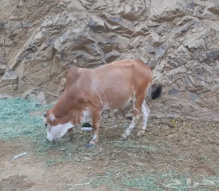 عجل للبيع العمر سنتين 1