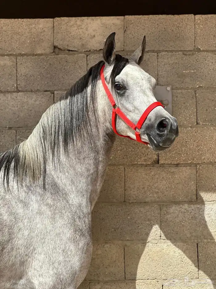 فرس بنت ماهر السيد 3