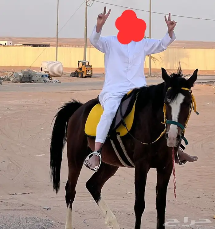 خيل مدرب الصامل يشتريه معى السرج 0