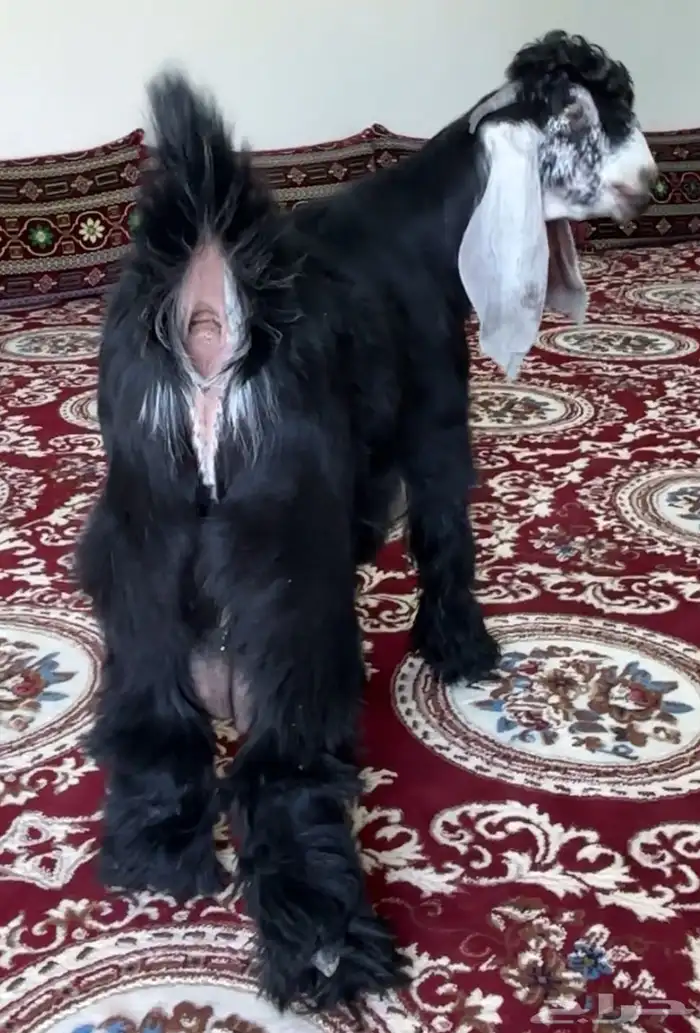 تيس عارضي صنف معرف للبيع 1