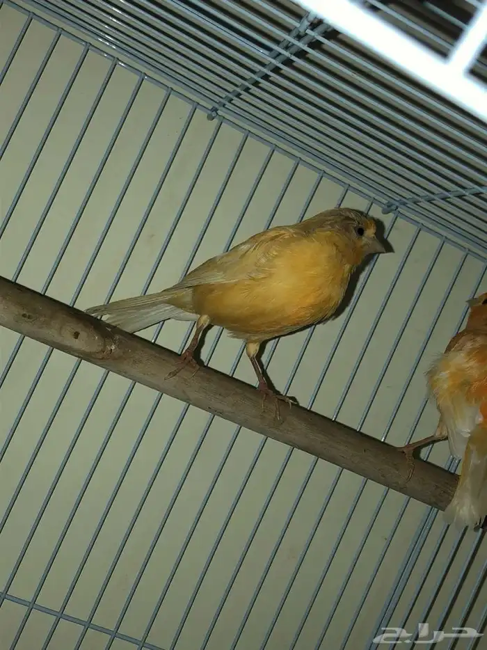 كناري منتجه 0