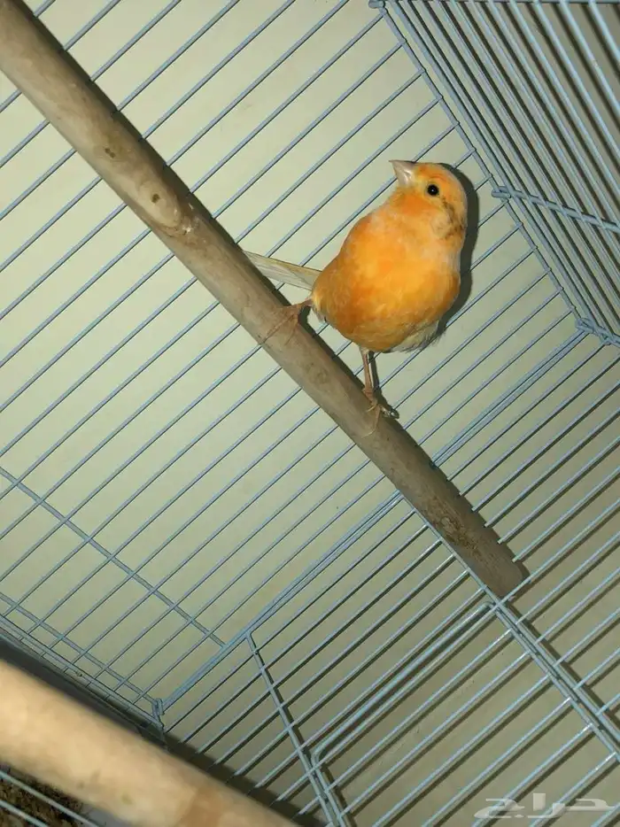 كناري منتجه 1