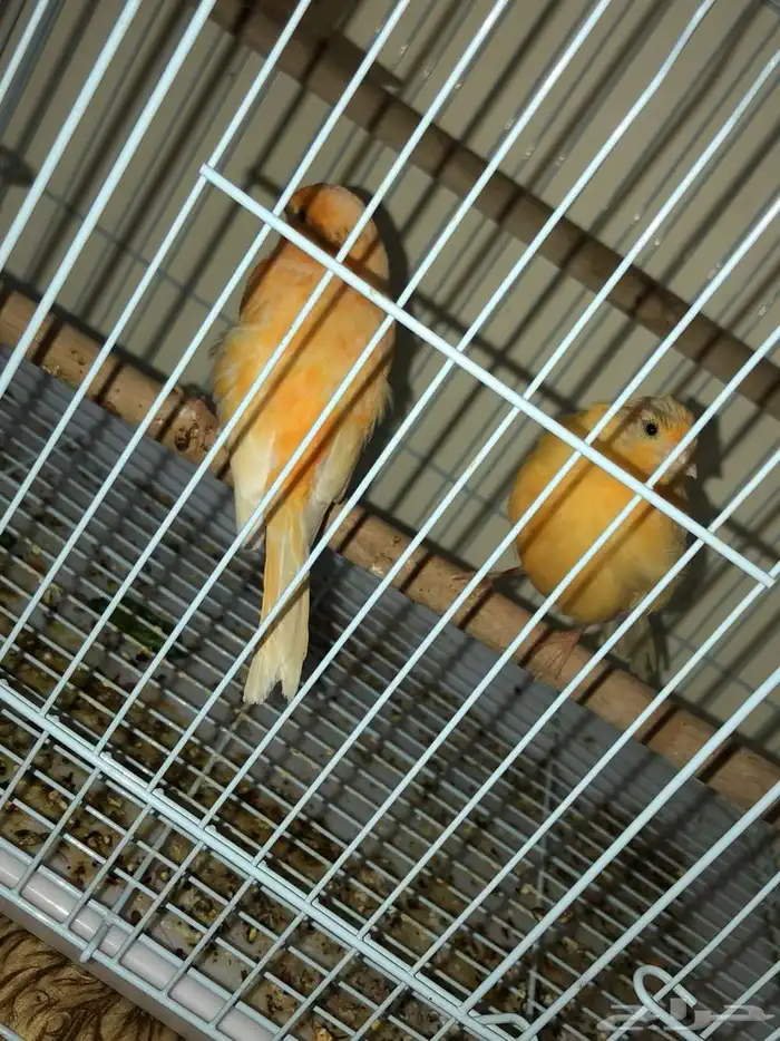 كناري منتجه 2