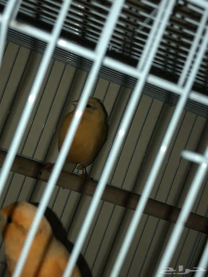 كناري منتجه 3