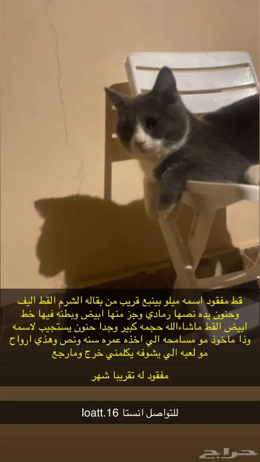 قط مفقود 0