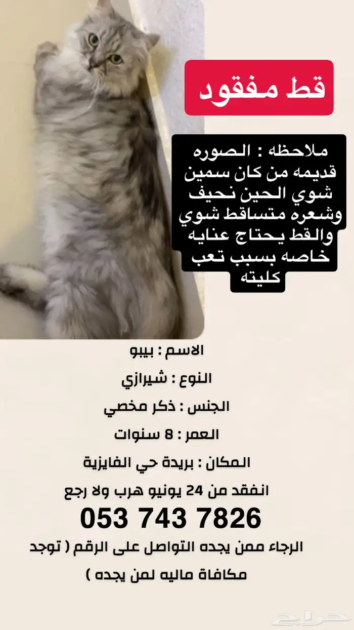 قط ذكر شيرازي رمادي مفقود مكافأة مالية لمن يجده الفايزيه 0