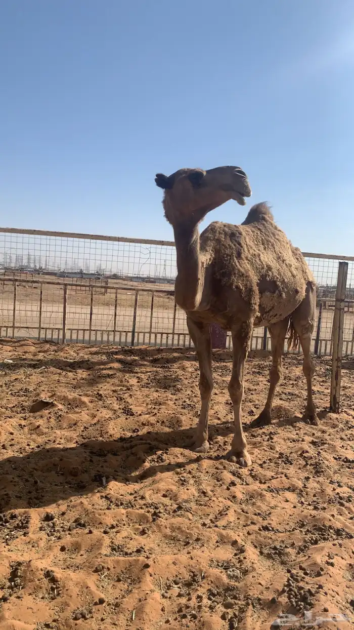 خفوت ضروبه بيع 3500 تم البيع 0