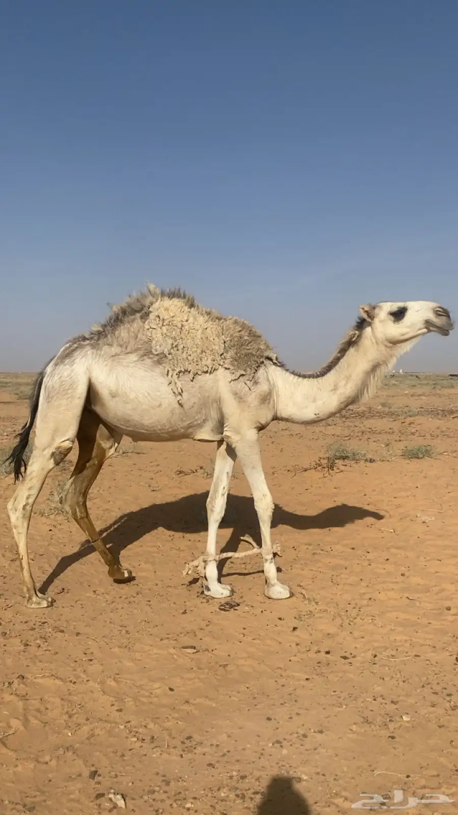 بكره باتليه شقحا حقه للبيع على جميع الشروط 3