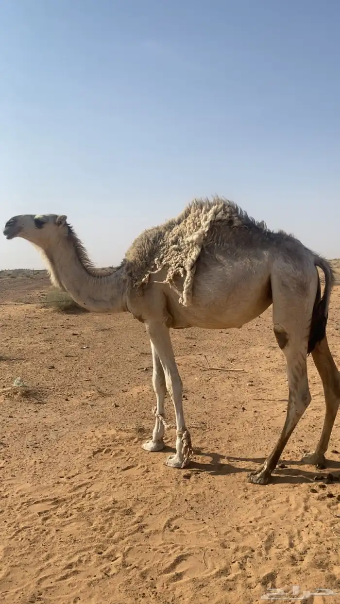 بكره باتليه شقحا حقه للبيع على جميع الشروط 0