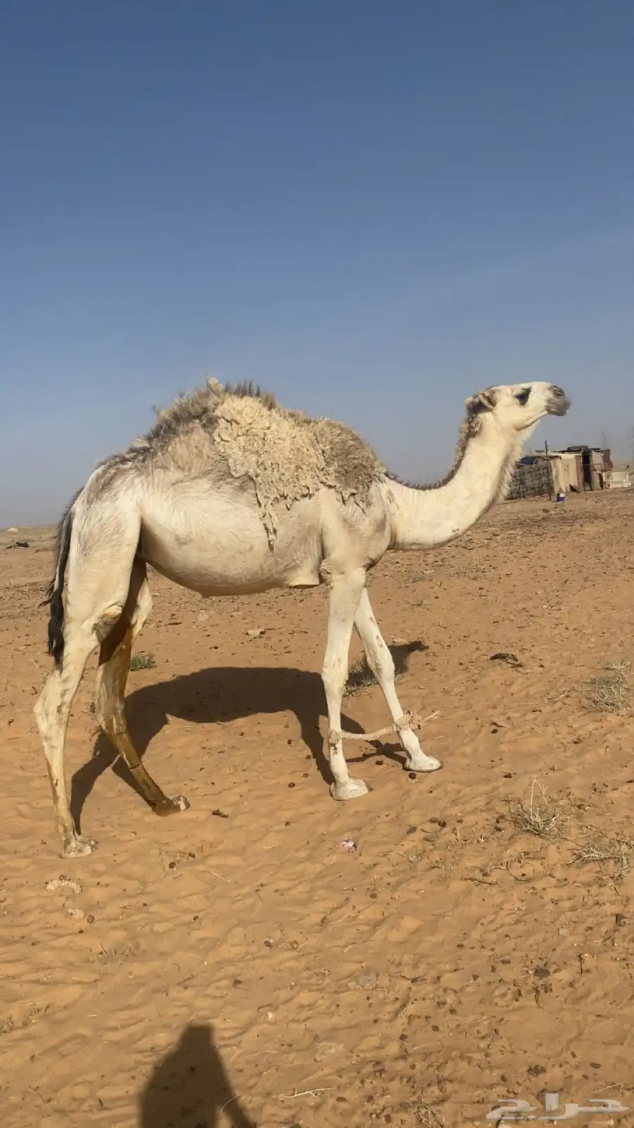 بكره باتليه شقحا حقه للبيع على جميع الشروط 2