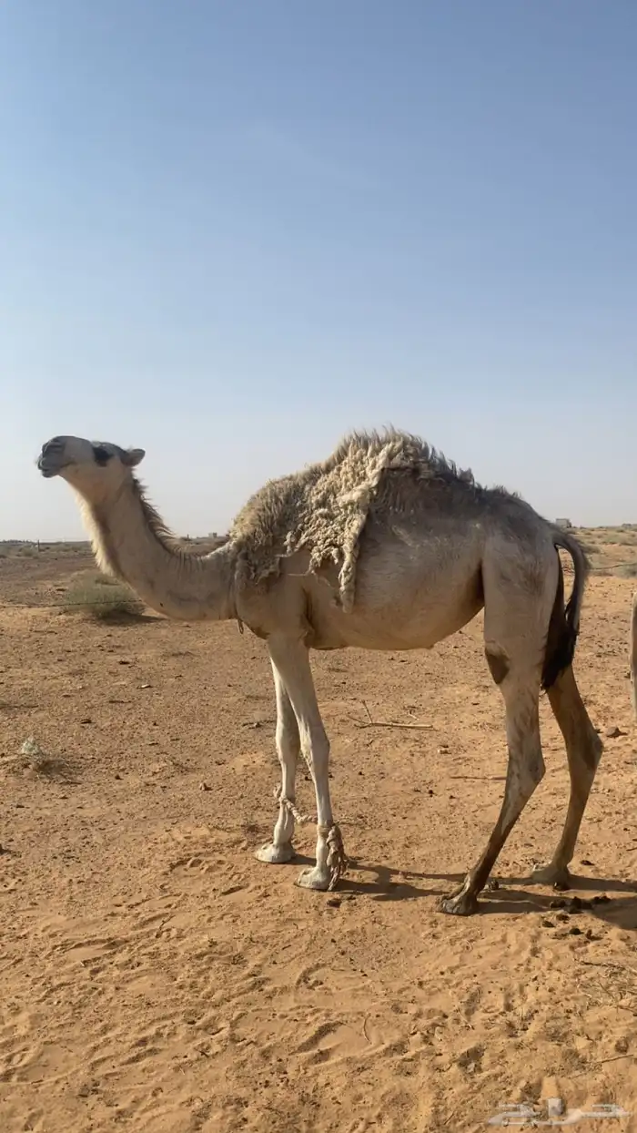 بكره باتليه شقحا حقه للبيع على جميع الشروط 1